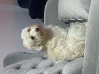 3 yaşında köpeğimiz