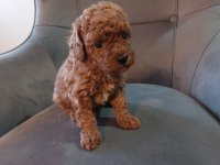 Toy poodle 40 günlük