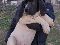Great Dane Danua Yavrular