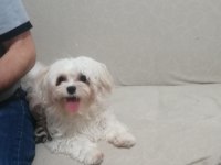 Sıfır numara dişi maltese