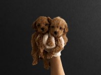 Orijinal Teacup Maltipoo Yavrularımız
