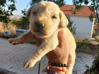Baby face golden retriever bebeklerimiz