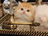 Full Secereli British Longhair Bebekler