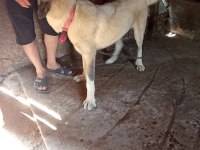 Sahibinden orijinal beş aylık erkek kangal köpeği