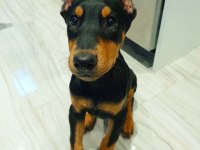 Kızıl ve siyah doberman