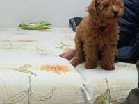 Toy poodle bebeklerimiz