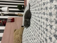 Tatlı yavrumuza yeni yuva arıyoruz scottish fold