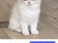 ŞECERELİ RAGDOLL YAVRULARI