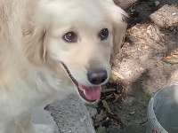Ömürlük yuva golden retriever