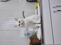 Safkan british longhair