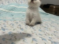 45 GÜNLÜK BLUE POİNT KEDİMİZ
