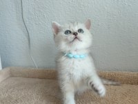 British shorthair yavru kediler