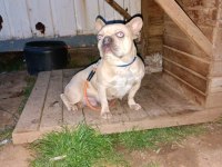 Maviş gözlü french bulldog köpeğim