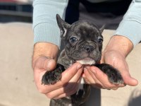 HASKAN FRENCH BULLDOG YAVRULARIMIZI SAHİPLENDİRİYORUZ