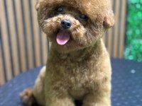 Erkek kalıte poodle yavruları