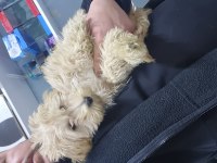 3 aylık maltipoo erkek