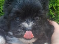 Egzotik yorkshire terrier yavruları