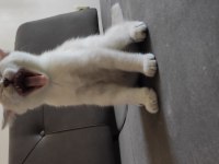 Evin neşesi British Shorthair
