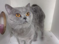 Dişi ve erkek british shorthair