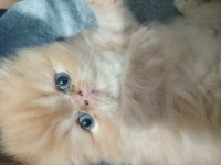 1 aylık iran kedisi yavru ve annesi
