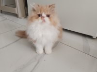 CFA KAYITLI ANNE VE BABA YAVRU KEDİLER