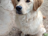 YAVRU GOLDEN RETRİEVER