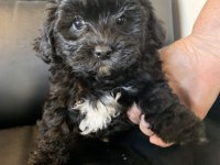 Eşsiz kalitede siyah Maltipoo
