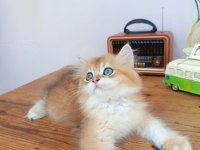 Efsane Saf kan Golden Longhair Dişi Erkek Bebeklerim