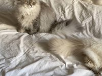 British longhair kartpostal mı gerçek mi
