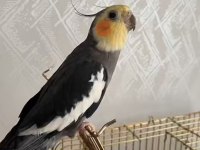 6-7 Kelime Konuşan Lutino Sultan Papağanı