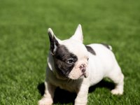 PİRATE FRENCH BULLDOG PUPPİES EĞİTİMLİ