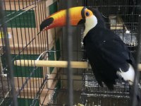 TAKA TUCAN PAPAĞANI FATURALI