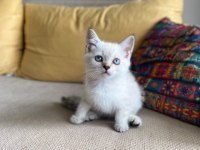 Orjinal safkan şecereli fold ve british shorthair yavrular
