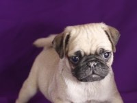 DÜNYA TATLISI PUG YAVRULARI