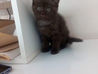 British Shorthair Nadir Renk