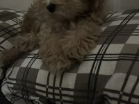 Ev ortamında güzel maltipoo yavru