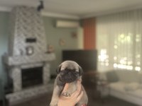 Gül kuyruk pug bebekler