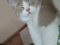 Safkan anne baba aynı cins dişi 8 aylık kedimiz