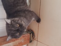 Erkek kedimiz