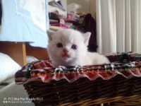 Safkan British Shorthair Yavrular Sahiplendirilecek