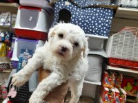 Maltese terrier köpeği