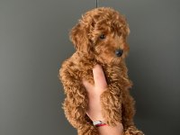 1 ADET YAVRUM KALDI SAHİPLENDİRMEK İÇİN TOY POODLE