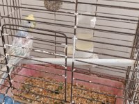 Kafes malzeme ve benzeri muhabbet kuşlar