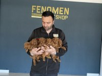 Toy Poodle Yavrular Her İle Aynı Gün Gönderilir