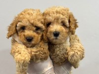 Poodle bebekler
