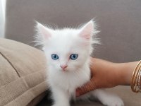 Scottish longhair yavrular 2 dişi 2 erkek
