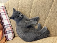 3.5 aylık british shorthair aşıları yapıldı