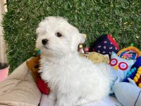 KAR TOPU GİBİ BEMBEYAZ MALTESE TERRİER YAVRULAR