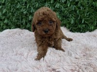 Birbirinden Güzel Toy Poodle Bebekler