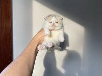 Safkan şecereli mükemmel exotic shorthair bebek